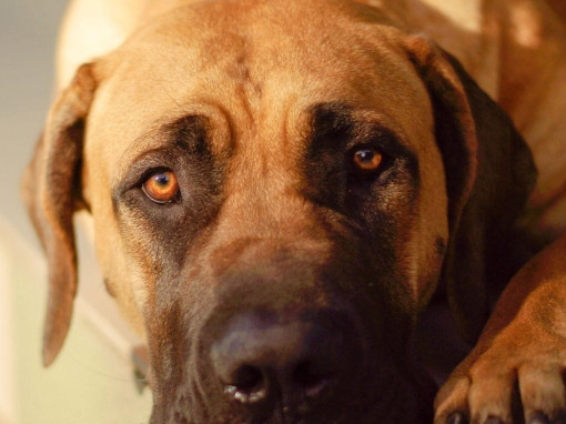 Бурбуль лежит на ступеньках