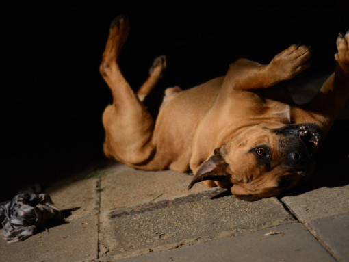 Бурбуль лежит на спине