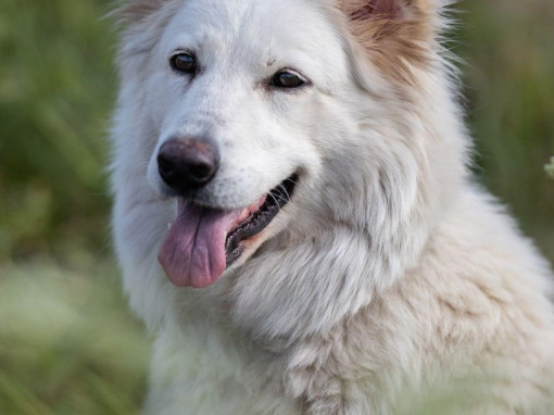 Белая швейцарская овчарка на природе