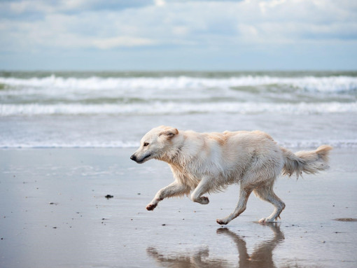 Белая швейцарская овчарка бежит по пляжу