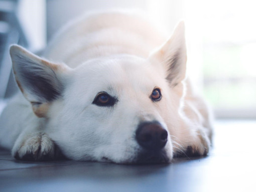 Белая швейцарская овчарка лежит на полу