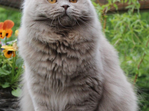 Британская длинношерстная кошка сидит напротив горшков с цветами