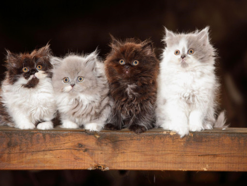 Четыре британский длинношерстных котенка разных окрасов