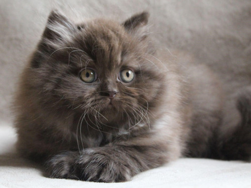 Котенок британский длинношерстной породы на сером фоне 