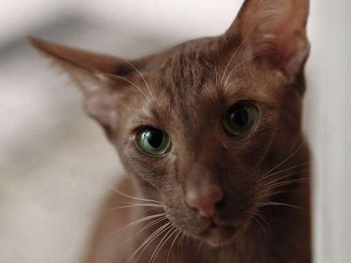 Кошка Гавана браун