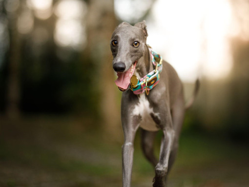 Грейхаунд в ошейнике на прогулке