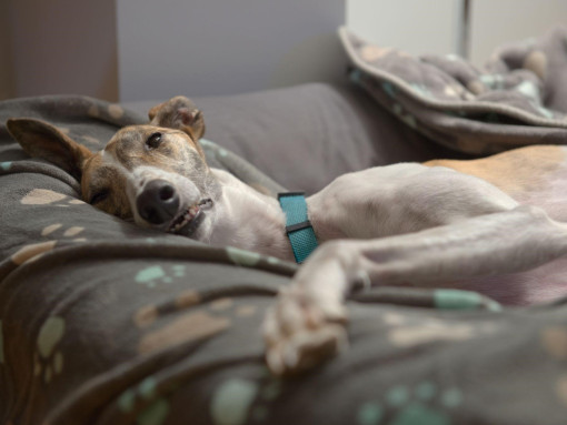 Грейхаунд лежит на пледе