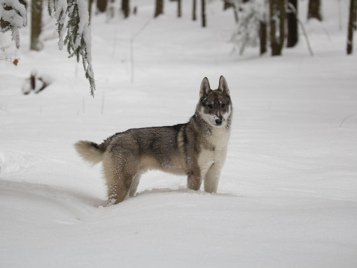 Западно-сибирская лайка в снегу