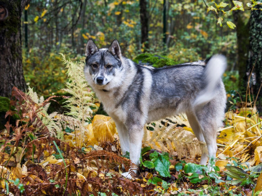 Западно-сибирская лайка в лесу