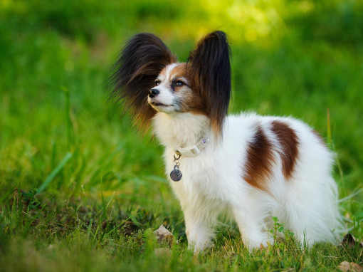Континентальный той-спаниель смотрит вверх
