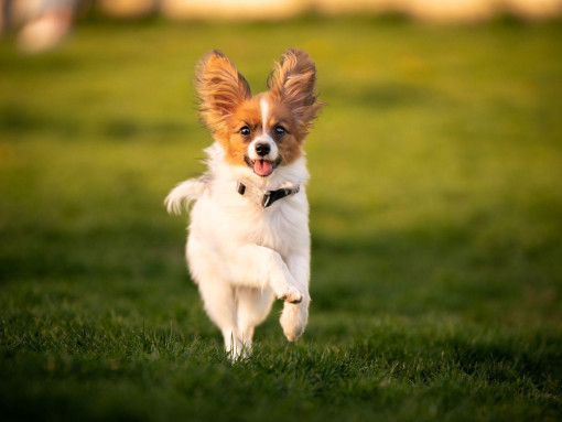 Континентальный той-спаниель бежит по полю