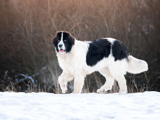 Ландсир на прогулке зимой