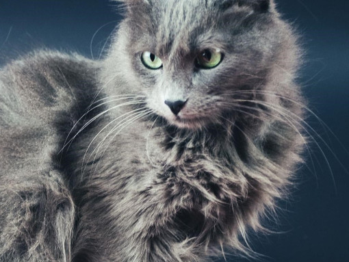 Нибелунг сидит на сером фоне