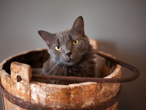 Кошка нибелунга сидит в ведре