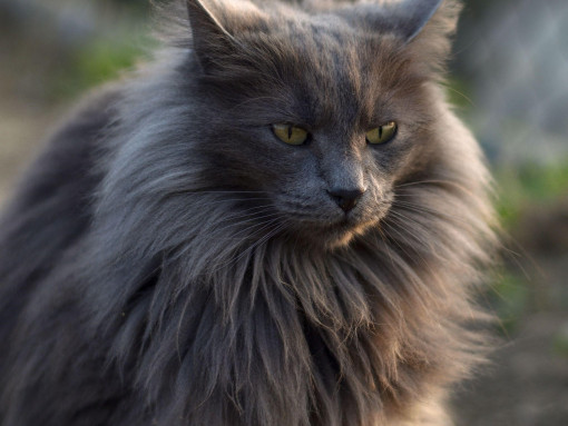 Портрет нибелунга