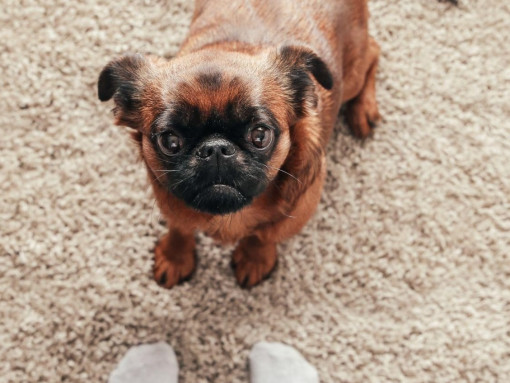 Пти брабсон на ковре смотрит на хозяина