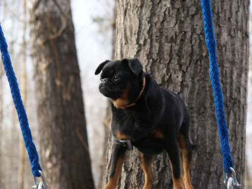 Пти брабансон на прогулке