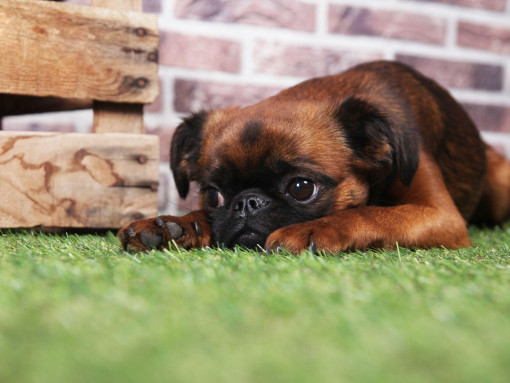 Пти брабансон лежит на траве