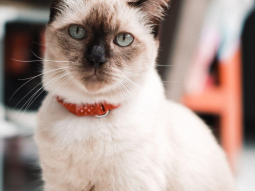 Тайская кошка смотрит в камеру