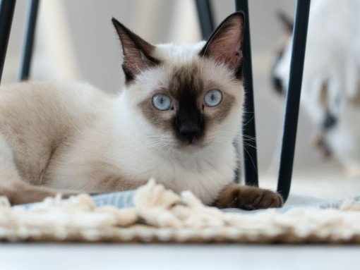 Тайская кошка сидит под стулом