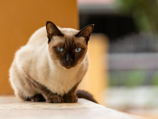 Тайская кошка сидит на улице