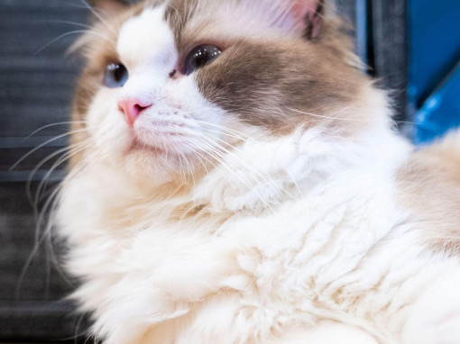 Кошка породы хайленд-страйт лежит на боку