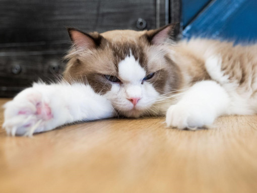 Кошка породы хайленд-страйт сонно лежит на полу