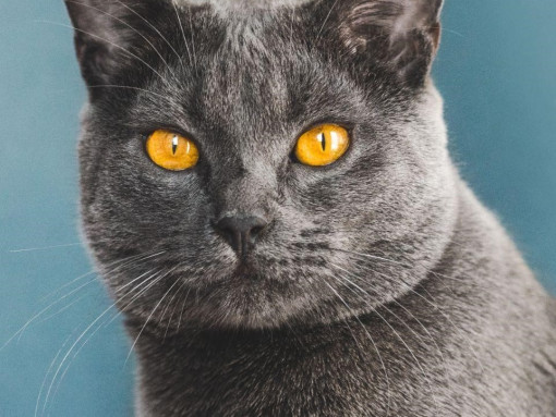 Портрет кошки породы шартрез