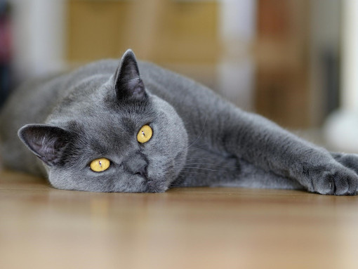 Кошка породы шартрез лежит на полу