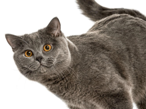 Шотландская прямоухая кошка на белом фоне