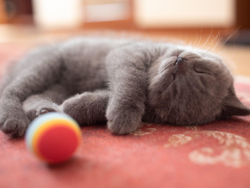 Котенок шотландской прямоухой кошки