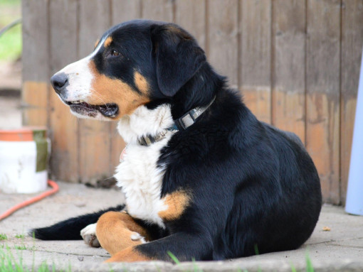 Энтлебухер зенненхунд лежит на фоне забора