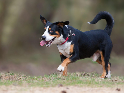 Энтлебухер зенненхунд играет на лужайке