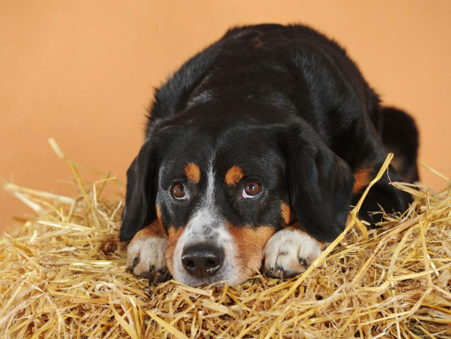Энтлебухер зенненхунд сидит на сене