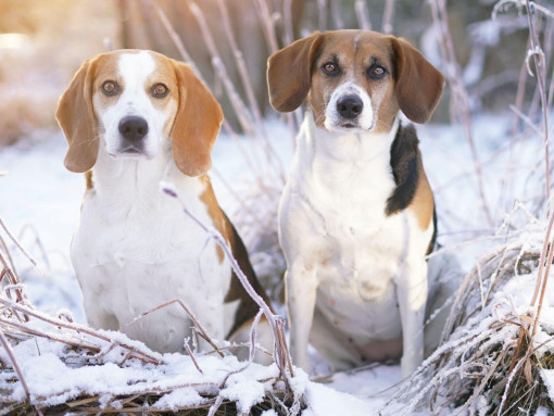 Эстонская гончая и бигль на прогулке