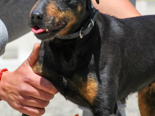 Ягдтерьер с хозяином