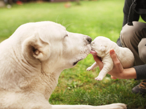 Алабай с щенком