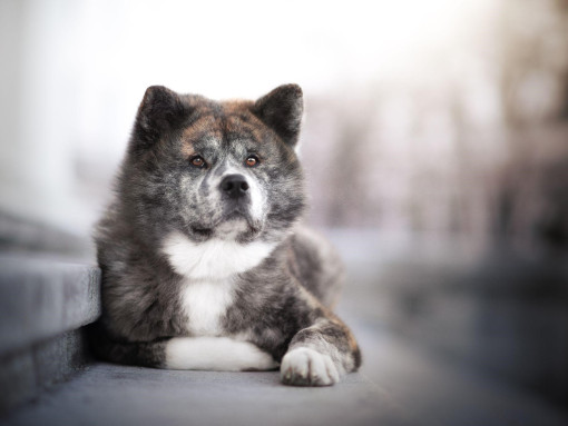 Акита лежит на ступеньках