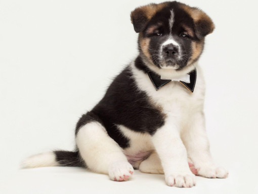 Щенок акиты на белом фоне