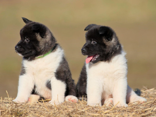 Два щенка американской акиты