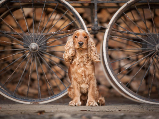 Английский кокер-спаниель сидит на фоне бревен