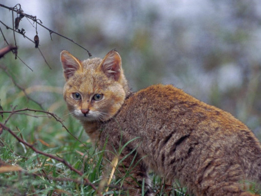 Камышовый кот в зелени
