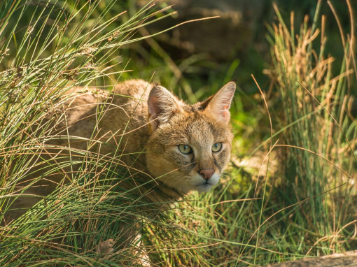 Камышовый кот следит