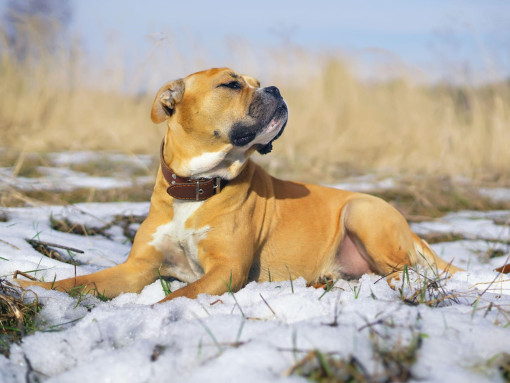 Собака породы Ка-де-бо лежит на снегу