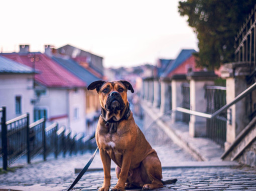 Собака породы Ка-де-бо сидит на улочке