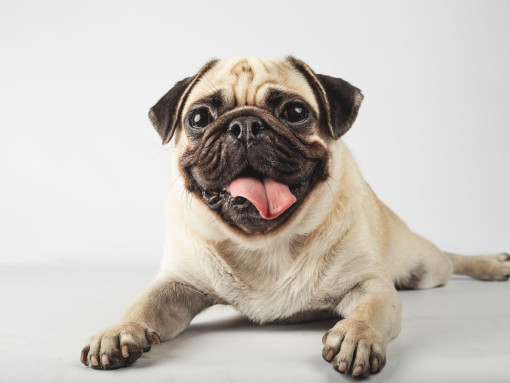 Мопс с высунутым языком лежит на белом фоне