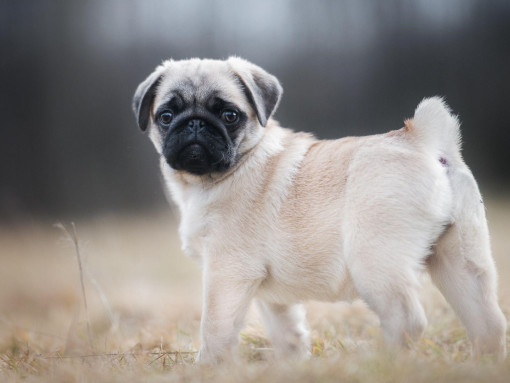 Мопс стоит на траве