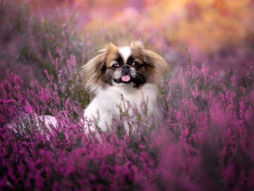 Уход за пекинесом