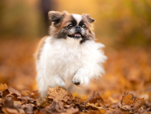 Как ухаживать за пекинесом