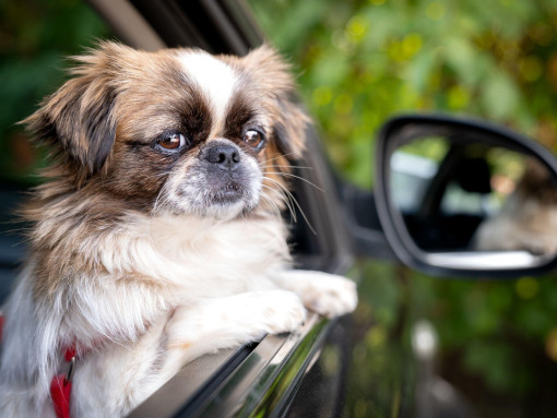 Порода Пекинес